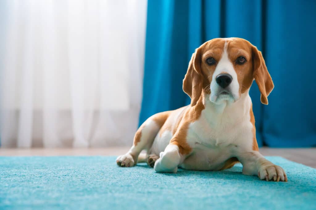 Cachorros veem cores? lista de cores que seu cachorro enxerga