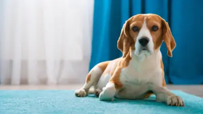 Inverno rigoroso exige cuidados redobrados para cães de estimação