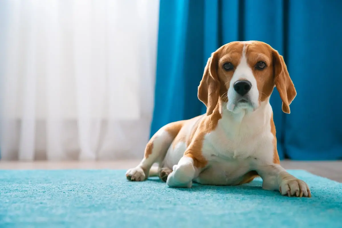 Inverno rigoroso exige cuidados redobrados para cães de estimação