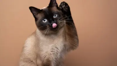 Por que o gato fica olhando para o vazio: mitos e verdades