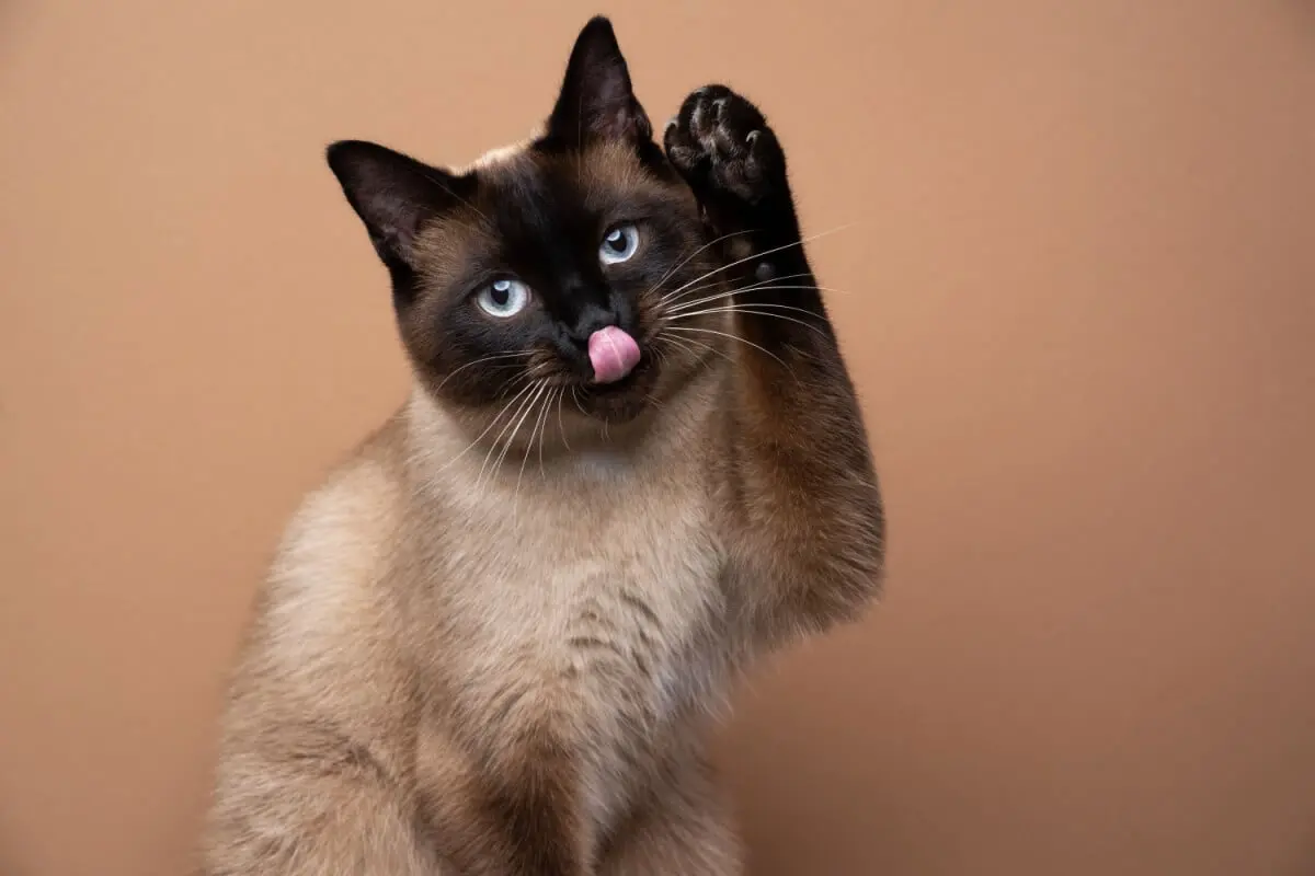 5 benefícios de ter um gato como melhor amigo