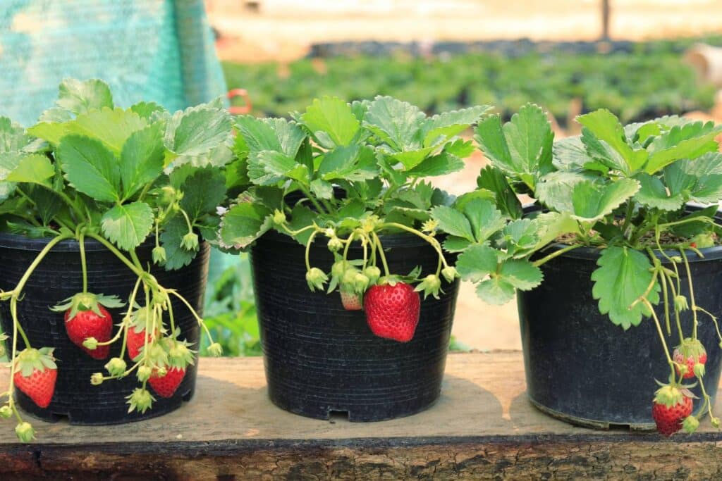 Como plantar morangos em casa; dicas para quem não tem muito espaço