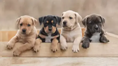 Descubra 5 Segredos Surpreendentes do Dia Mundial do Cachorro