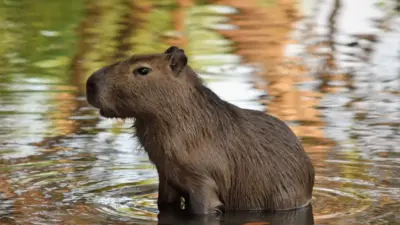 Lista de animais silvestres que podem ser adotados segundo o IBAMA