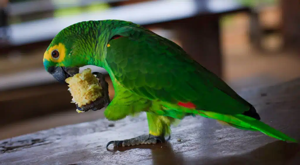 Posso ter papagaio em casa? Regras para adotar animal silvestre