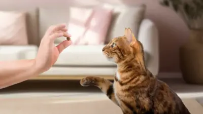 Porque gatos não têm raça? Entenda as principais diferenças entre os felinos