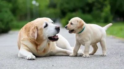 Cães com queda de pelo, como resolver