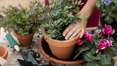 Renove suas energias: 3 plantas perfeitas para ter em casa