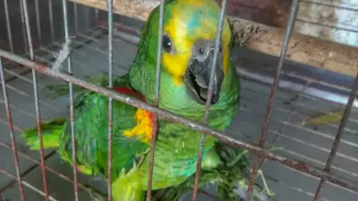 Posso ter papagaio em casa? Regras para adotar animal silvestre
