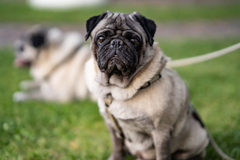 Cães com queda de pelo, como resolver