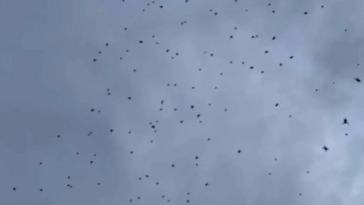 Chuva de aranhas assusta moradores em Minas Gerais! Saiba o que aconteceu