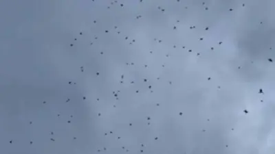 Chuva de aranhas assusta moradores em Minas Gerais! Saiba o que aconteceu