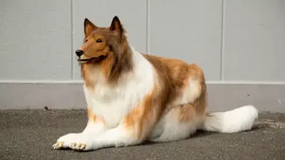 A Incrível Transformação de Toko-San: Quando a Paixão por Cães se Torna Realidade