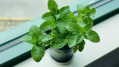 Aprenda a plantar hortelã da forma certa em sua casa