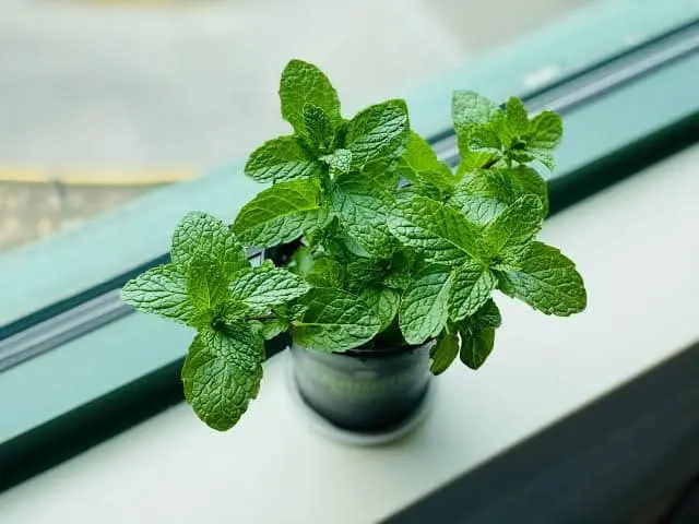 Aprenda a plantar hortelã da forma certa em sua casa