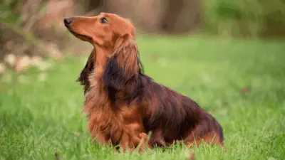 Curiosidades impressionantes sobre os cães “salsichinhas”!