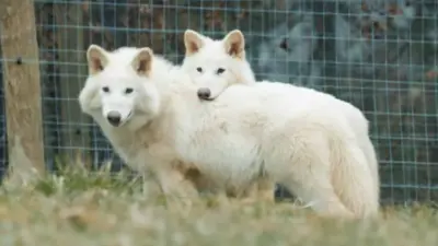 Espécie de Lobo-Terrível foi realmente recriada geneticamente? Saiba tudo sobre