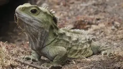 Animais que permanecem mais tempo vivos na natureza!