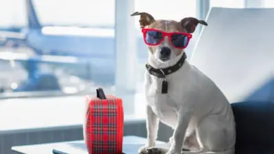 Pets em avião agora é proibido? Veja a nova decisão