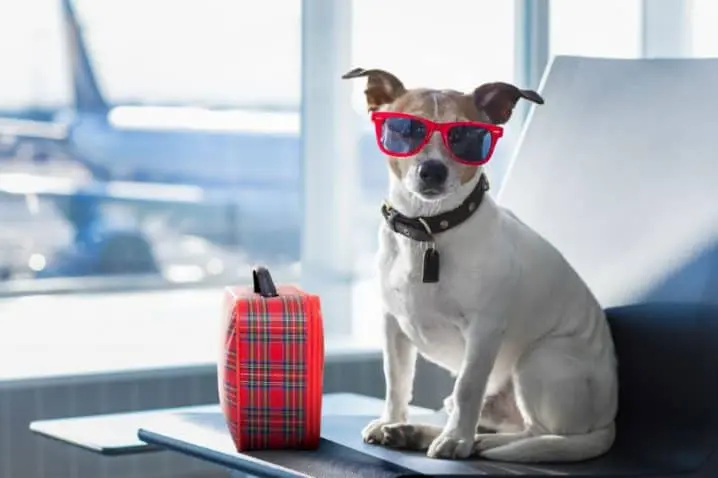 Pets em avião agora é proibido? Veja a nova decisão
