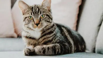 Descubra para onde os gatos vão ao sair de casa, revela estudo