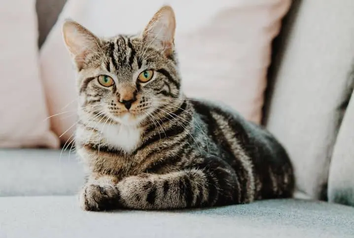 Por que os gatos têm listras na pelagem? Saiba agora mesmo!