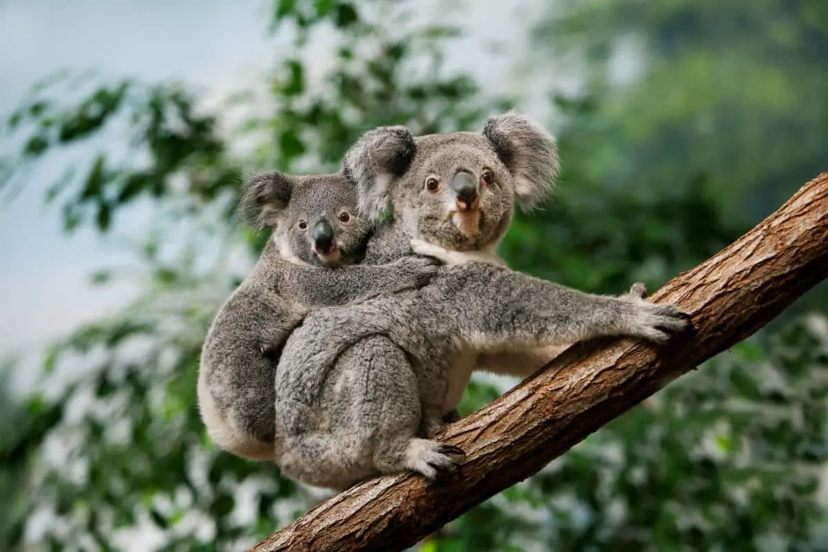Qual é o animal mais inteligente do mundo?