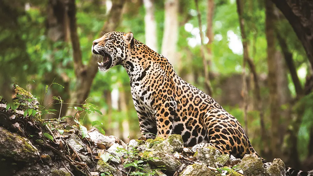 5 curiosidades que você não sabia sobre a Onça Pintada