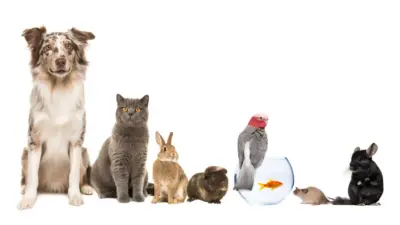 Pensando em ter um bicho de estimação? 9 benefícios que vão te convencer a dizer sim