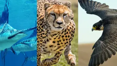 Os 5 animais mais rápidos do mundo