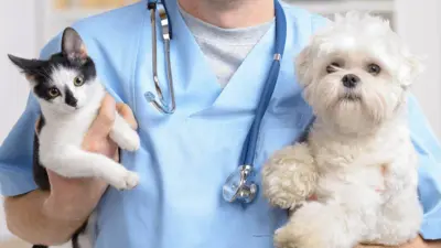 Você vai querer levar seu pet no veterinário depois de ler essas dicas