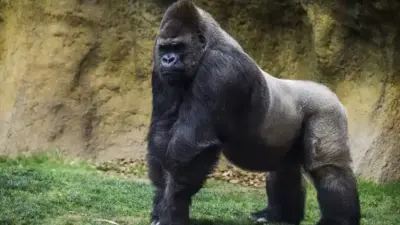 7 curiosidades que você não sabia sobre os gorilas