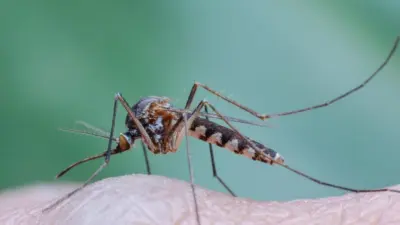 Escudo contra os mosquitos: confira os 10 repelentes recomendados para sua segurança