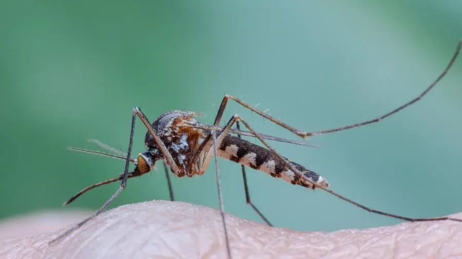 Escudo contra os mosquitos: confira os 10 repelentes recomendados para sua segurança