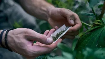 Planta brasileira tem substância igual a da maconha