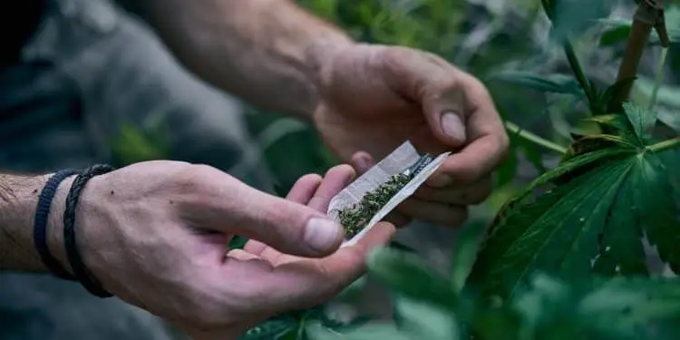 Planta brasileira tem substância igual a da maconha