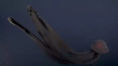 Animal fantasma de 10 metros surgiu após iceberg derreter