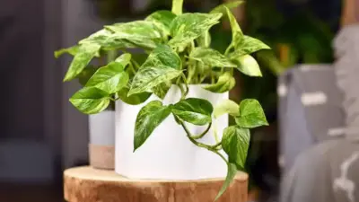 Descubra a planta que a NASA estuda para combater o câncer