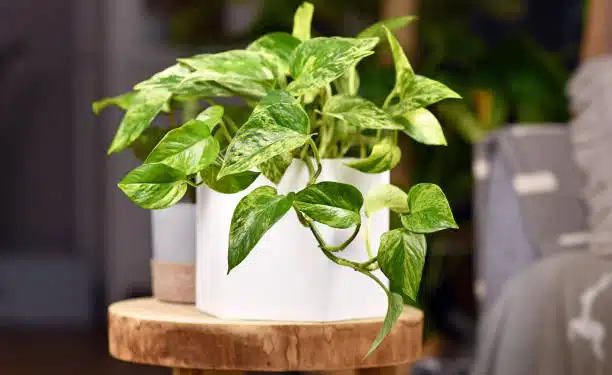 Descubra a planta que a NASA estuda para combater o câncer