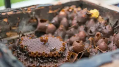 Estudo revela método natural que acelera cicatrização de feridas