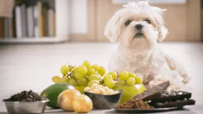 Alimentos humanos que são tóxicos para cães