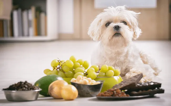 Alimentos humanos que são tóxicos para cães
