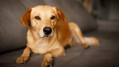 Vira-lata caramelo: o cão mais amado do Brasil e suas curiosidades incríveis