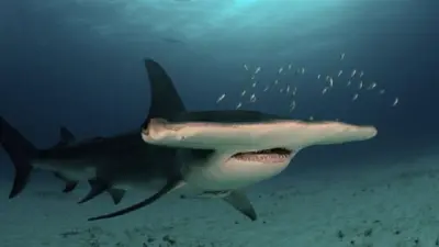 Descubra os Segredos Mais Antigos dos Tubarões na Exposição Sharks & Cia