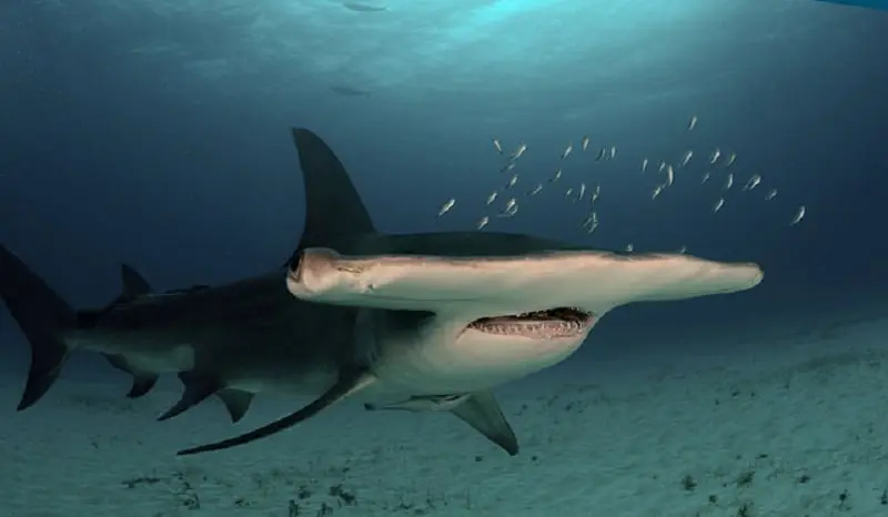 Descubra os Segredos Mais Antigos dos Tubarões na Exposição Sharks & Cia