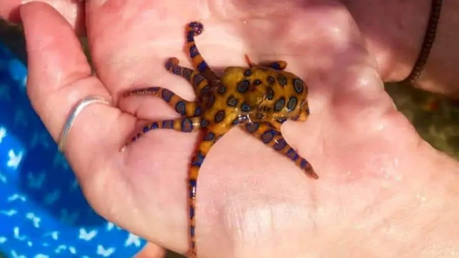 Conheça o verdadeiro campeão em veneno no reino animal