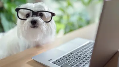 5 Incríveis Gadgets de Tecnologia Para Cuidar do Seu Pet