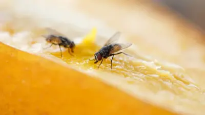 Cientistas Recriam Ritual de Namoro Surpreendente Entre Moscas-das-Frutas