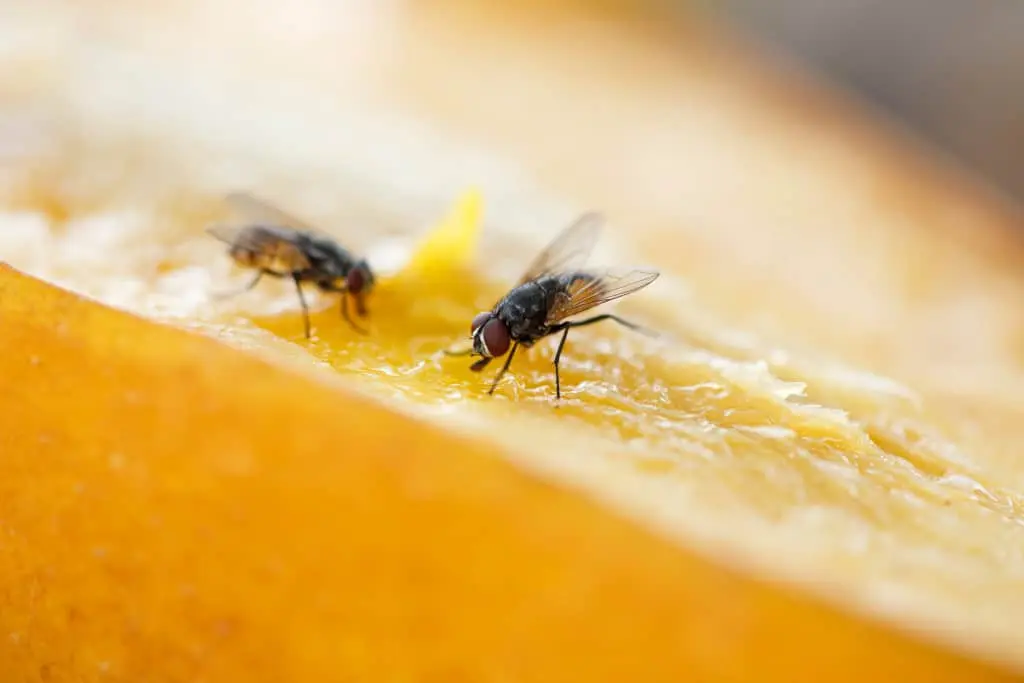Cientistas Recriam Ritual de Namoro Surpreendente Entre Moscas-das-Frutas