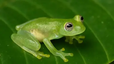 Pererecas de Vidro: Descubra o Mistério Transparente da Amazônia